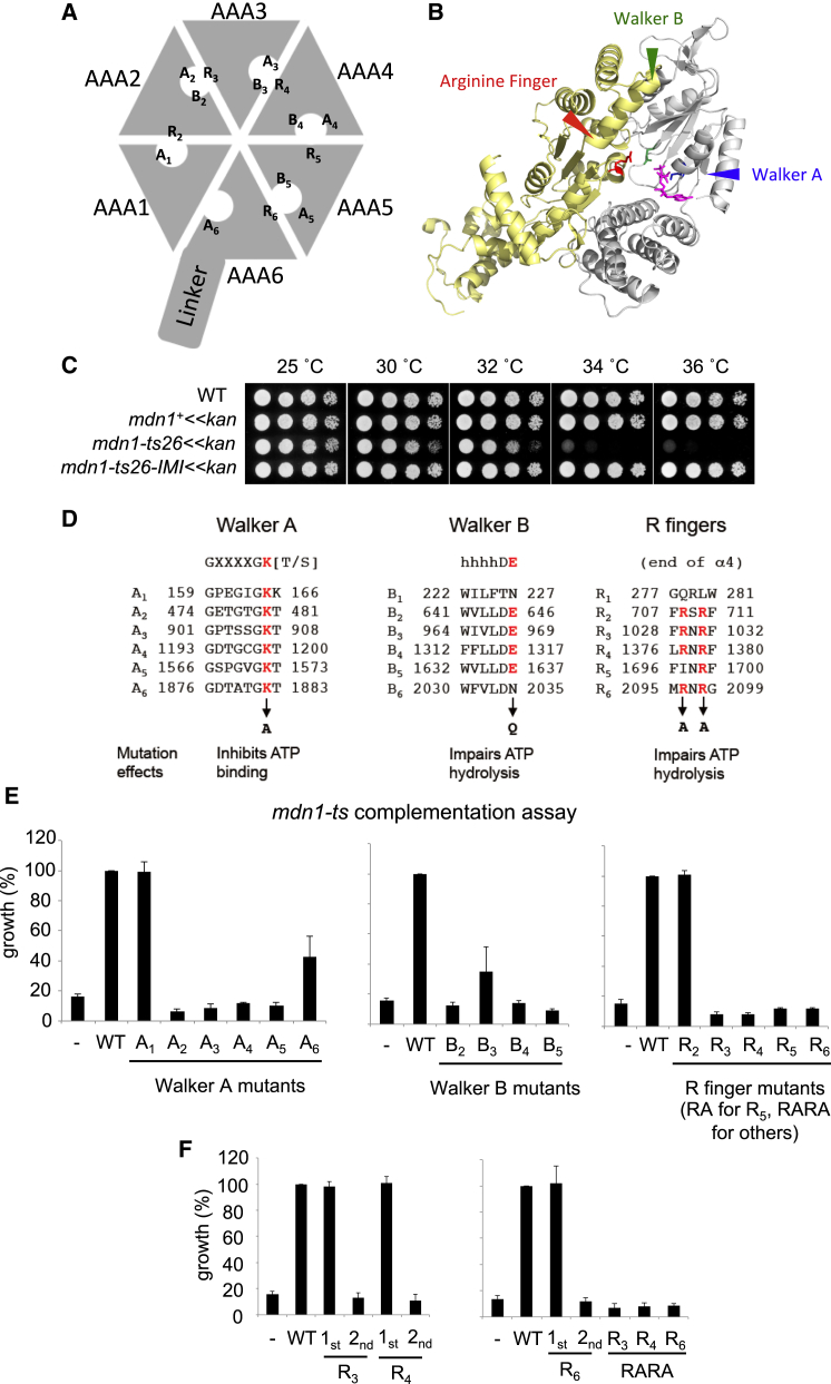 Figure 2