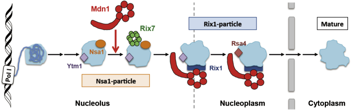 Figure 7