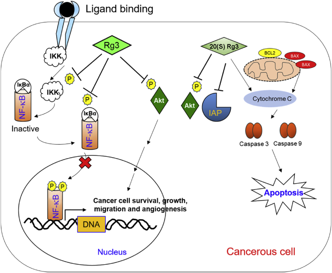 Molecular signaling of ginsenosides Rb1, Rg1, and Rg3 and their mode of ...