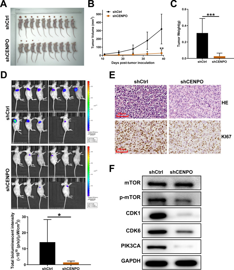 Fig. 14