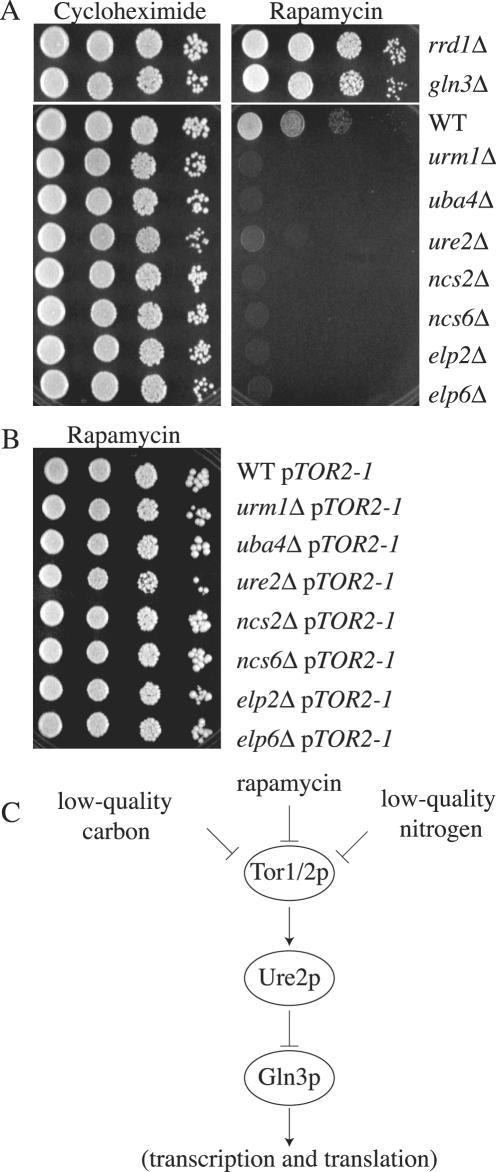 Figure 9.