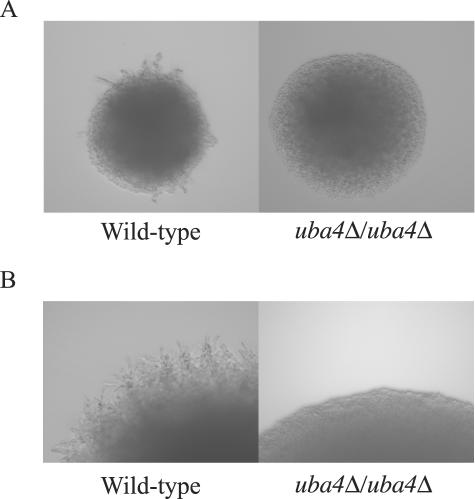 Figure 7.