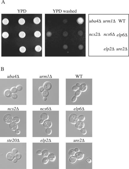 Figure 6.