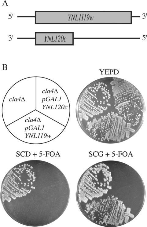 Figure 5.