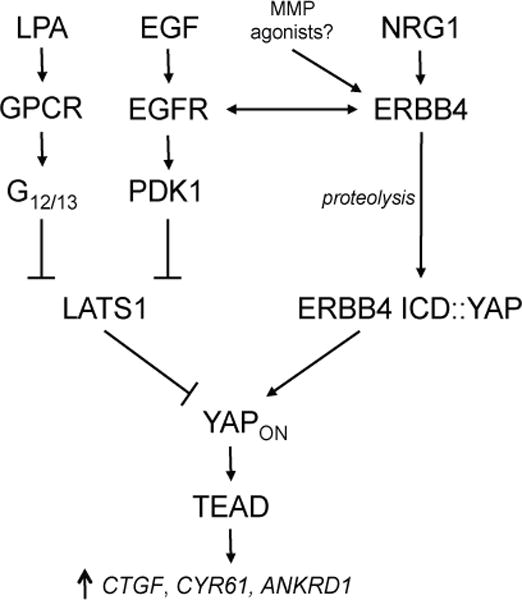 FIGURE 7