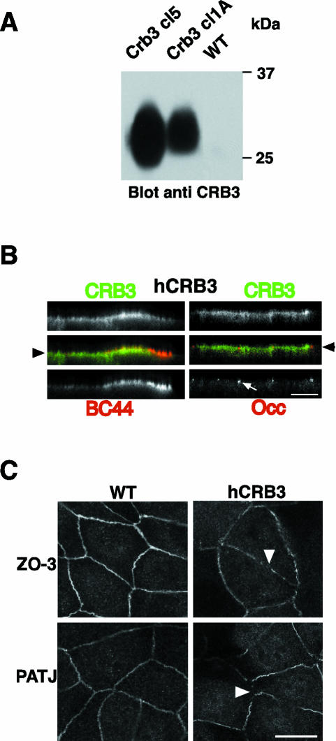Figure 4.
