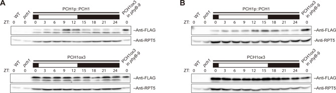 Figure 1—figure supplement 4.