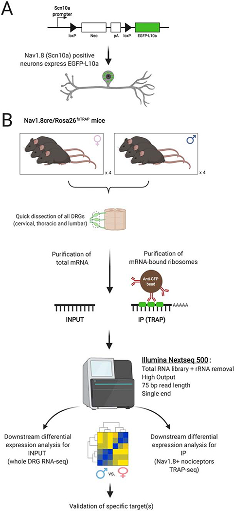 Figure 1: