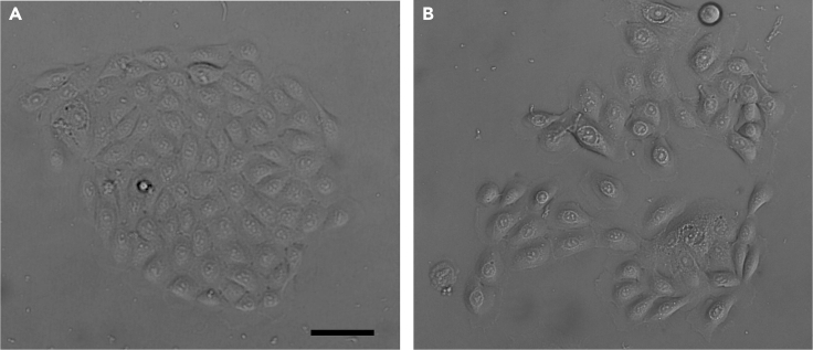 Figure 2