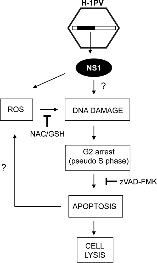 FIG. 11.