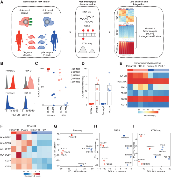 Figure 1. PDXs recapitulate the immune-related features of primary posttransplantation relapses. A, Overview of the experimental approach to identify epigenetic drivers of AML posttransplantation immune escape and relapse. B, Representative histograms from immunophenotypic analysis of HLA-DR surface expression measured on primary (left, dark colors) and PDX (right, light colors), diagnosis (red, top), and relapse (blue, bottom) samples from UPN01. C, HLA-DR surface expression measured by immunophenotypic analysis on primary (dark colors) and PDX (light colors), diagnosis (red), and relapse (blue) samples from the different patients. For PDXs, the average of results obtained in the different mice infused with the same primary leukemia is reported. D, Fold change in the number of human leukemic blasts infused in animals (dark colors) and recovered when they were euthanized (light colors) for each of the five cases tested. Shown is the average of results obtained in the different mice infused with the same primary leukemia. E, Heatmap representing the surface expression levels of lineage and immune-related markers on UPN01 primary and PDX-derived leukemic cells, measured by immunophenotypic analysis. The bar above the heatmap indicates primary (dark colors) and PDX (n = 3 for each primary sample, light colors), diagnosis (red) and relapse (blue) samples. F, Heatmap representing expression levels of HLA class II transcripts and of their regulators CD74 and CIITA in UPN01 RNA-seq data set. The bar above the graph indicates primary (dark colors) and PDX (light colors), diagnosis (red) and relapse (blue) samples. G, PCA of the relative spatial distribution of primary (dark colors) and PDX (light colors), diagnosis (red) and relapse (blue) samples from the UPN01 RNA-seq data set. H, PCA of the relative spatial distribution of primary (dark colors) and PDX (light colors), diagnosis (red) and relapse (blue) samples from the UPN01 RRBS data set. I, PCA of the relative spatial distribution of primary (dark colors) and PDX (light colors), diagnosis (red) and relapse (blue) samples from the UPN01 ATAC-seq data set.