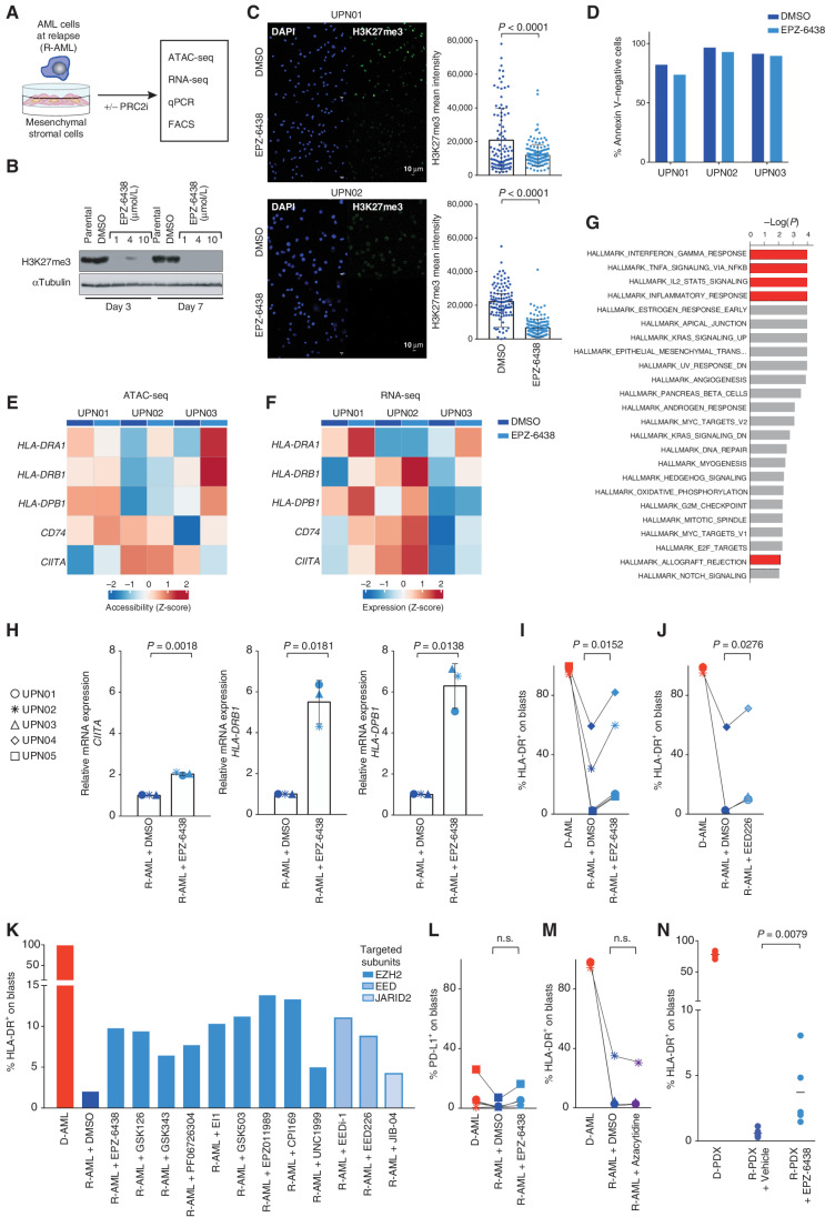 Figure 3. Inhibition of EZH2 and of the other subunits of PRC2 leads to recovery of HLA class II expression on relapsed leukemia in vitro and in vivo. A, Outline of the experimental layout to test the effects of pharmacologic inhibition of PRC2 in relapsed leukemia. Leukemic cells collected from patients or retrieved from PDXs were cultured on a layer of mesenchymal stromal cells (MS-5) for 7 days and treated or not with PRC2 inhibitors before the indicated analyses. All PRC2 inhibitors were used at the final concentration of 10 µmol/L and refreshed on day 3 after the first administration. B, Western blot for H3K27me3 performed on Jurkat cells treated or not with EPZ6438/tazemetostat at the indicated concentrations for 3 or 7 days. Tubulin was used as a loading control. C, Immunofluorescence analysis for H3K27me3 (in green) and DAPI (blue) of PDX-derived relapse samples from UPN01 (top) and UPN02 (bottom) cocultured for 7 days with supportive MS-5 stromal cells in the presence or absence of EPZ-6438. Scale bar, 10 µm. Dot plots on the right side of the pictures indicate the mean fluorescence intensity of single cells. Underlying white bars indicate the average fluorescence intensity of all analyzed cells. P values were calculated by a two-sided paired t test at a 95% CI. D, Cell viability, measured as the percentage of Annexin V–negative cells, in PDX-derived relapse samples from UPN01 (top row) and UPN02 (bottom row) cocultured for 7 days with supportive MS-5 stromal cells in the presence or absence of EPZ-6438. E, Heatmap representing chromatin accessibility of HLA class II genes and their regulators measured by ATAC-seq in PDX-derived relapse samples from UPN01, UPN02, and UPN03 cultured for 7 days with MS-5 stromal cells alone (dark blue markers in the bar above the heatmap) or with the addition of EPZ-6438 (light blue markers in the bar above the heatmap). F, Heatmap representing levels of expression of transcripts encoding for HLA class II genes and their regulators measured by RNA-seq in PDX-derived relapse samples from UPN01, UPN02, and UPN03 cultured for 7 days with MS-5 stromal cells alone (dark blue markers in the bar above the heatmap) or with the addition of EPZ-6438 (light blue markers in the bar above the heatmap). G, Histogram outlining the most significantly deregulated biological processes identified from the pairwise comparison of the whole transcriptome of UPN01, UPN02, and UPN03 PDX-derived relapse samples exposed or not to EPZ-6438. The length of each bar is proportional to the significance of enrichment, calculated by a two-sided Fisher exact test. Red bars denote immune-related biological processes. H, mRNA expression level of CIITA, HLA-DRB1, and HLA-DPB1 measured by locus-specific quantitative PCR in PDXs generated from relapses of the indicated patients treated with DMSO alone (dark blue symbols) or with 10 µmol/L of EPZ-6438 (light blue symbols) for 7 days. Underlying white bars indicate the average fold change in expression relative to DMSO control, and whiskers indicate standard deviation. P values were calculated by a two-sided paired t test at a 95% CI. I, Immunophenotypic analysis showing the percentage of HLA-DR+ leukemic blasts from PDXs generated from diagnosis (red) and relapse (blue) samples of different patients cultured for 7 days in the presence of DMSO alone (dark color) or with EPZ-6438 10 µmol/L (light color). The corresponding FACS plots are shown in Supplementary Fig. S7. P value was calculated by a two-sided paired t test at a 95% CI. J, Immunophenotypic analysis showing the percentage of HLA-DR+ leukemic blasts from PDXs generated from diagnosis (red) and relapse (blue) samples of different patients cultured for 7 days in the presence of DMSO alone (dark color) or with EED226 10 µmol/L. P value was calculated by a two-sided paired t test at a 95% CI. K, Immunophenotypic analysis showing the percentage of HLA-DR+ leukemic blasts from UPN01 diagnosis (red) or relapse (blue) PDXs cultured for 7 days in the presence of DMSO alone or with different PRC2 inhibitors, all used at 10 µmol/L concentration. The intensity of the blue color of the bars indicates the PRC2 subunits targeted by the compound. L, Immunophenotypic analysis showing the percentage of PD-L1+ leukemic blasts from PDXs generated from diagnosis (red) and relapse (blue) samples of different patients cultured for 7 days in the presence of DMSO alone or with EPZ-6438 10 µmol/L. P value was calculated by a two-sided paired t test at a 95% CI. M, Immunophenotypic analysis showing the percentage of HLA-DR+ leukemic blasts from PDXs generated from diagnosis (red) or relapse (blue) samples of different patients cultured for 7 days in the presence of DMSO alone or with azacytidine at the 250 nmol/L concentration. P value was calculated by a two-sided paired t test at a 95% CI. N, Immunophenotypic analysis showing the percentage of HLA-DR+ leukemic blasts circulating in the peripheral blood of mice engrafted with UPN01 diagnosis (red) or relapse (blue) leukemia, treated by oral gavage with vehicle alone or with EPZ-6438 for 21 days. P value was calculated by a two-sided unpaired t test at a 95% CI.