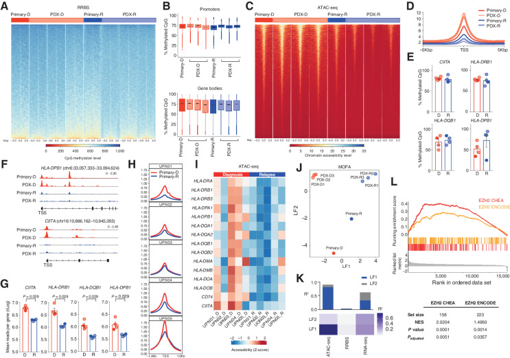 Figure 2. HLA class II downregulation at posttransplantation relapse is explained by chromatin compaction and heightened EZH2 activity. A, Heatmap representing CpG methylation around the TSS in UPN01 RRBS data set. The bar above the graph indicates primary (dark colors) and PDX (light colors), diagnosis (red) and relapse (blue) samples. B, Quantitative analysis of CpG methylation at promoters (top) and gene bodies (bottom) in UPN01 primary (dark colors) and PDX (light colors), diagnosis (red) and relapse (blue) samples, measured by RRBS. C, Heatmap representing chromatin accessibility around the TSS from the UPN01 ATAC-seq data set. The bar above the graph indicates primary (dark colors) and PDX (light colors), diagnosis (red) and relapse (blue) samples. D, Average genome-wide accessibility of chromatin around the TSS in UPN01 primary (dark colors) and PDX (light colors), diagnosis (red) and relapse (blue) samples, measured by ATAC-seq. E, Quantitative analysis of CpG methylation of HLA class II genes and CIITA in UPN01 primary (dark colors) and PDX (light colors), diagnosis (red) and relapse (blue) samples, measured by RRBS. F, IGV visualization of ATAC-seq tracks from UPN01 primary and PDX representative samples at diagnosis (red, top lanes) and relapse (blue, bottom lanes). Shown are the genomic coordinates for HLA-DPB1 and CIITA. G, Quantitative analysis of chromatin accessibility of HLA class II genes and CIITA in UPN01 primary (dark colors) and PDX (light colors), diagnosis (red) and relapse (blue) samples, measured by ATAC-seq. P values were calculated by a two-sided paired t test at a 95% confidence interval (CI). H, Average genome-wide accessibility of chromatin around the TSS in diagnosis (red) and relapse (blue) samples from each of the five patients, measured by ATAC-seq. I, Heatmap representing chromatin accessibility of HLA class II genes and their regulators measured by ATAC-seq in paired diagnosis/relapse samples from the five patients under study. The bar above the graph indicates diagnosis (red) and relapse (blue) samples. J, PCA of the relative spatial distribution of primary (dark colors) and PDX (light colors), diagnosis (red) and relapse (blue) samples from the UPN01 MOFA data set, integrating information of RNA-seq, RRBS, and ATAC-seq. K, Heatmap representing the proportion of the total variance in the UPN01 MOFA data set (R2) explained by individual modalities of analysis for the first two latent factors (LF) and cumulative proportion of the total variance explained by the first two LF of these modalities (histograms above the heatmap). L, GSEA performed on all genes contributing to the ATAC-seq signal from LF1.