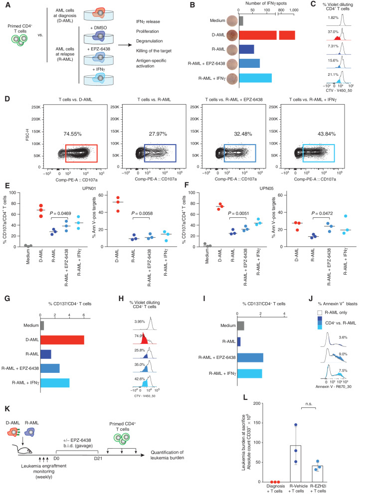 Figure 4. EZH2 inhibitors reestablish functional recognition of relapsed leukemia by CD4+ T cells. A, Outline of the experimental layout to test the functional effects of pharmacologic inhibition of PRC2 in relapsed leukemia on its CD4+ T cell–mediated recognition. CD4+ T cells, either primed against AML blasts collected from UPN01 at diagnosis or selected for being alloreactive to HLA-DPB1*04:01, were tested against HLA class II–positive AML blasts at diagnosis or against their HLA class II–negative relapsed counterpart, cultured in medium alone or pretreated for 7 days with EPZ-6438 or IFNγ. B and C, CD4+ T cells purified from a healthy individual and primed against UPN01 leukemia cells collected at diagnosis were tested against diagnosis and relapse target cells from the same patient by IFNγ ELISpot assay (B, showing for each condition the number of IFNγ spots detected from one out of three replicates) or by the CTV-dilution assay (C, highlighting for each condition the percentage of CD4+ T cells that upon proliferation diluted the vital dye). D, Representative FACS plots showing CD107a degranulation of CD4+ cells from a healthy donor primed against UPN01 AML at diagnosis and tested against the diagnosis (red) and relapse (blue) AML cells from the same patient, pretreated or not with EPZ-6438 or with IFNγ. E and F, Dot plots summarizing results of functional experiments performed using CD4+ T cells from three different healthy individual against AML cells from UPN01 (E) or UPN05 (F). Purified CD4+ T cells were primed against AML blasts collected at diagnosis and tested against their original stimulator (red dots) or leukemia cells collected from the same patient at relapse (blue dots), pretreated or not with EPZ-6438 or with IFNγ. For each panel, the left side plot shows CD4+ T-cell degranulation and the right side plot shows the corresponding results in terms of target cell death (subtracting the spontaneous cell death detected in target cells). G–J, Third-party CD4+ T cells alloreactive to HLA-DPB1*04:01 were tested against diagnosis and relapse target cells from UPN01 (G and H) or UPN03 (I and J), by CD137 expression assay (G and I, showing for each condition the percentage of CD4+ T cells that upregulated CD137 in response to the target), by the CTV-dilution assay (H, highlighting for each condition the percentage of CD4+ T cells that upon proliferation diluted the vital dye), and by cytotoxicity assay (J, highlighting for each condition the percentage of target cells staining positive for Annexin V upon subtraction of spontaneous target cell death, shown as the white histogram profile). K, Outline of the in vivo experiment to test the functional effects of pharmacologic inhibition of PRC2 on reestablishing CD4+ T cell–mediated recognition of relapsed leukemia. Mice were engrafted with UPN01 AML at diagnosis or relapse, treated with EPZ-6438 or vehicle alone, and infused with CD4+ T cells primed against the diagnosis AML blasts. L, Absolute counts of human AML blasts recovered from the spleen of the mice at the end of the in vivo experiment. P value was calculated by a two-sided Mann–Whitney test at a 95% CI.