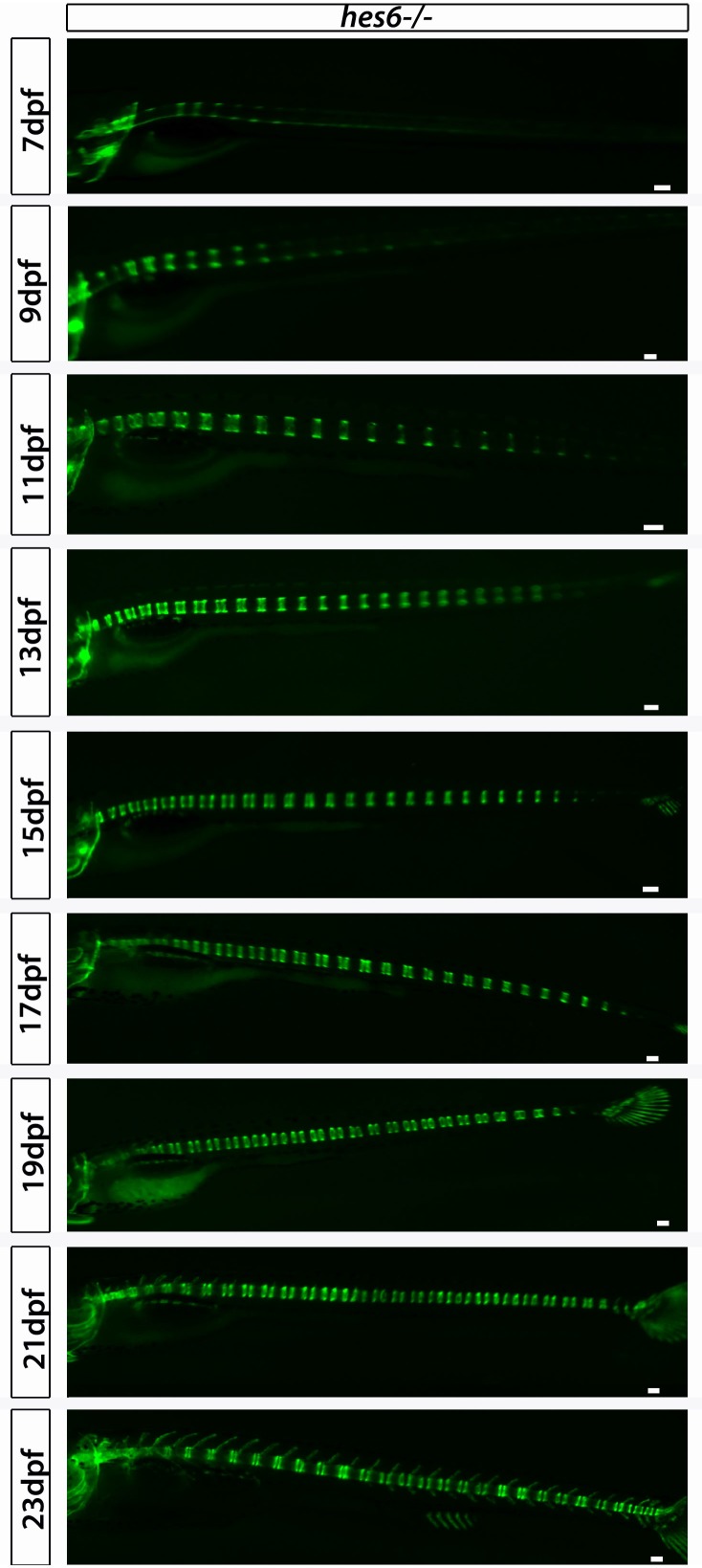 Figure 4—figure supplement 5.