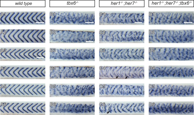 Figure 2—figure supplement 2.