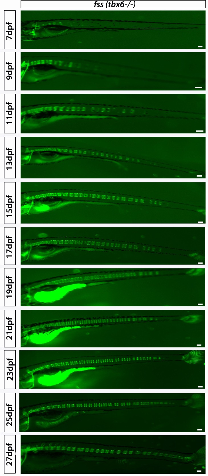 Figure 4—figure supplement 2.