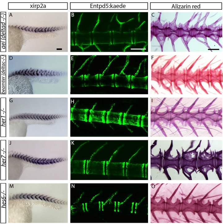 Figure 2—figure supplement 3.