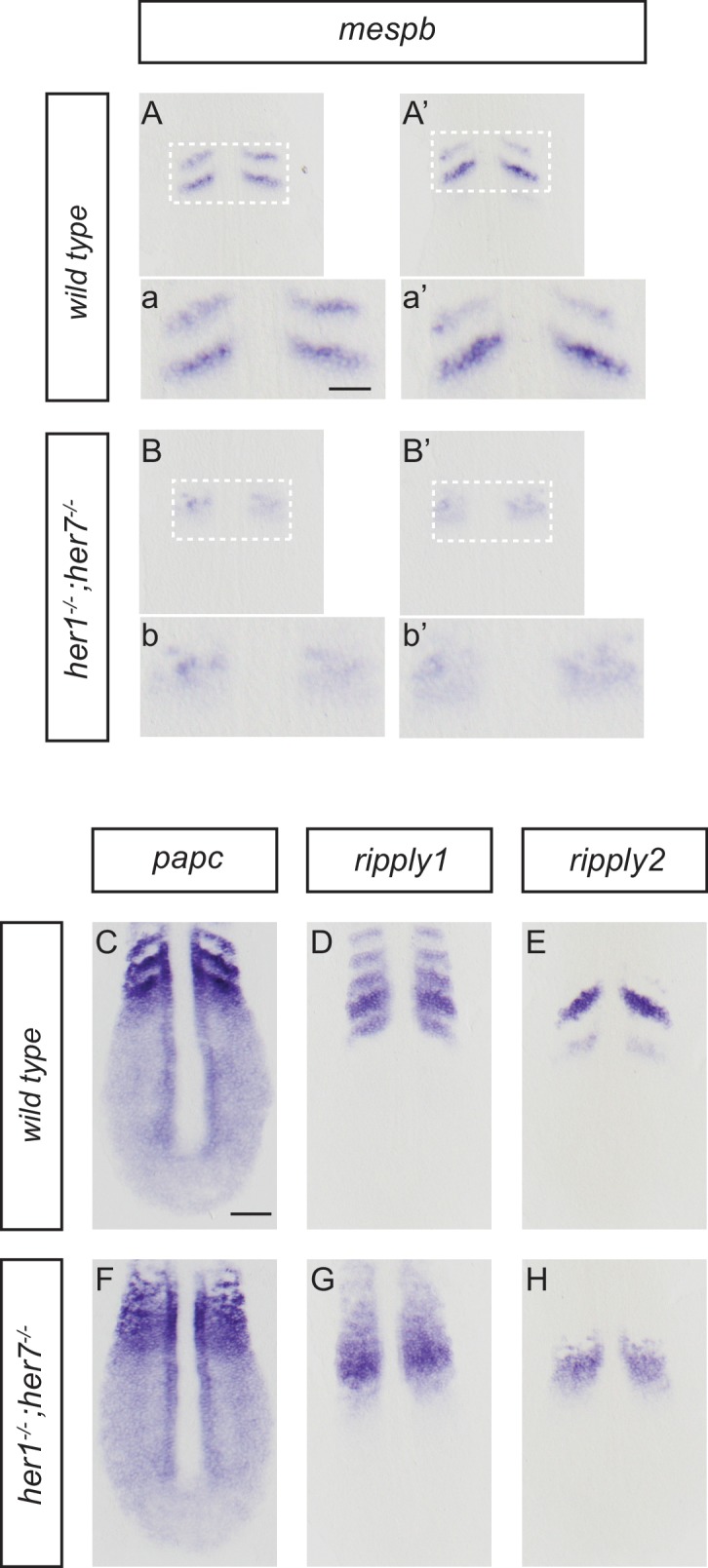 Figure 1—figure supplement 3.