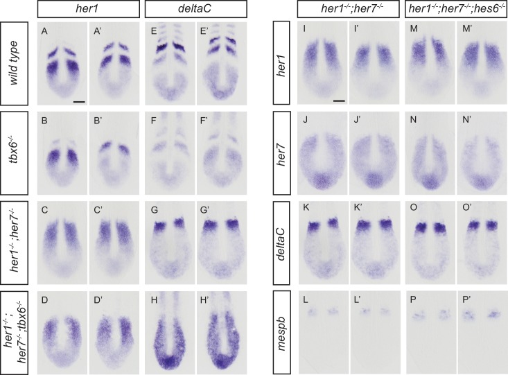 Figure 1—figure supplement 2.