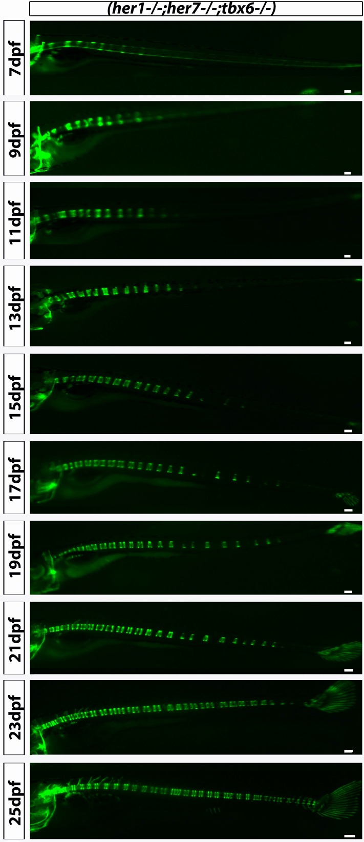 Figure 4—figure supplement 4.