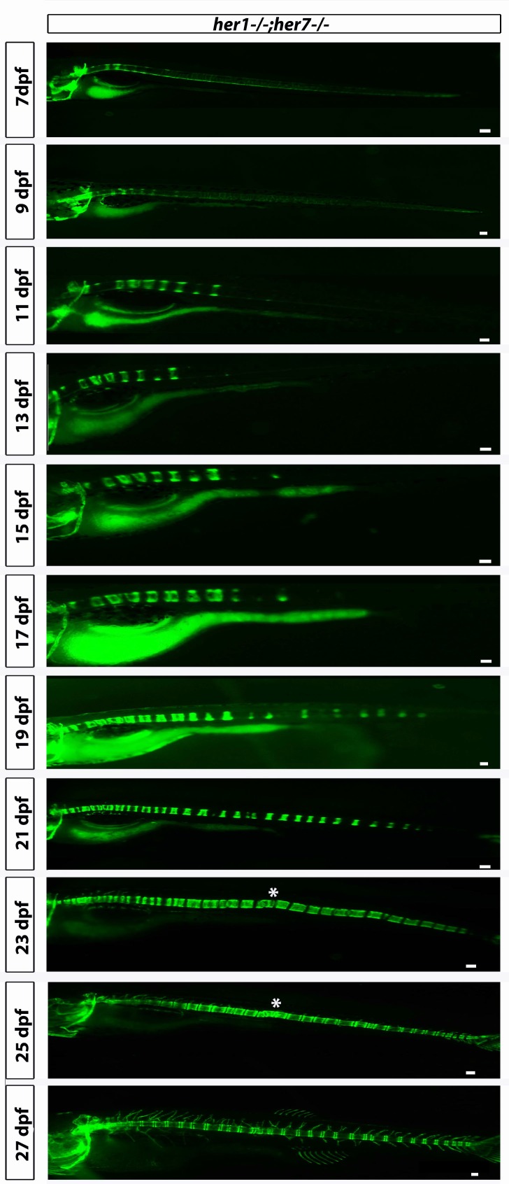 Figure 4—figure supplement 3.