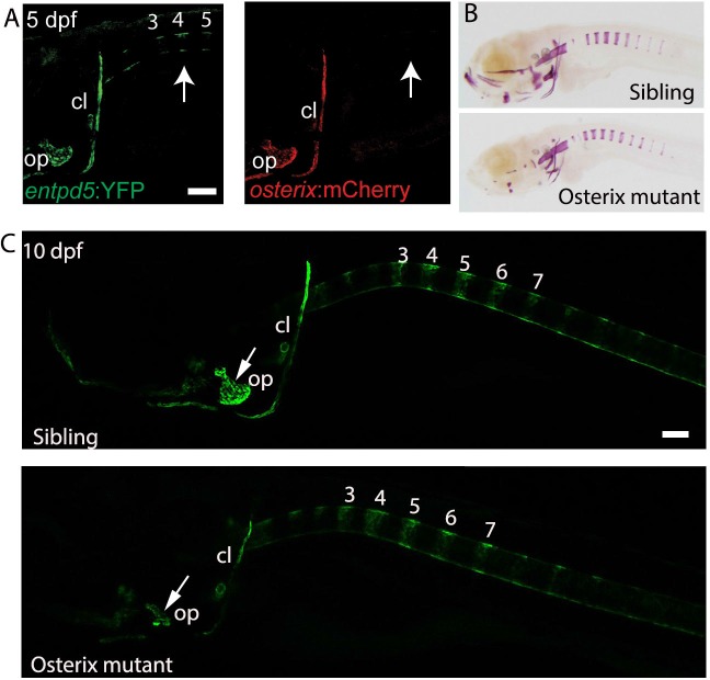 Figure 3—figure supplement 1.