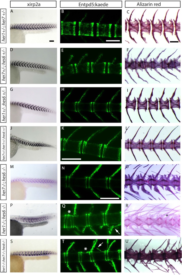 Figure 2—figure supplement 4.