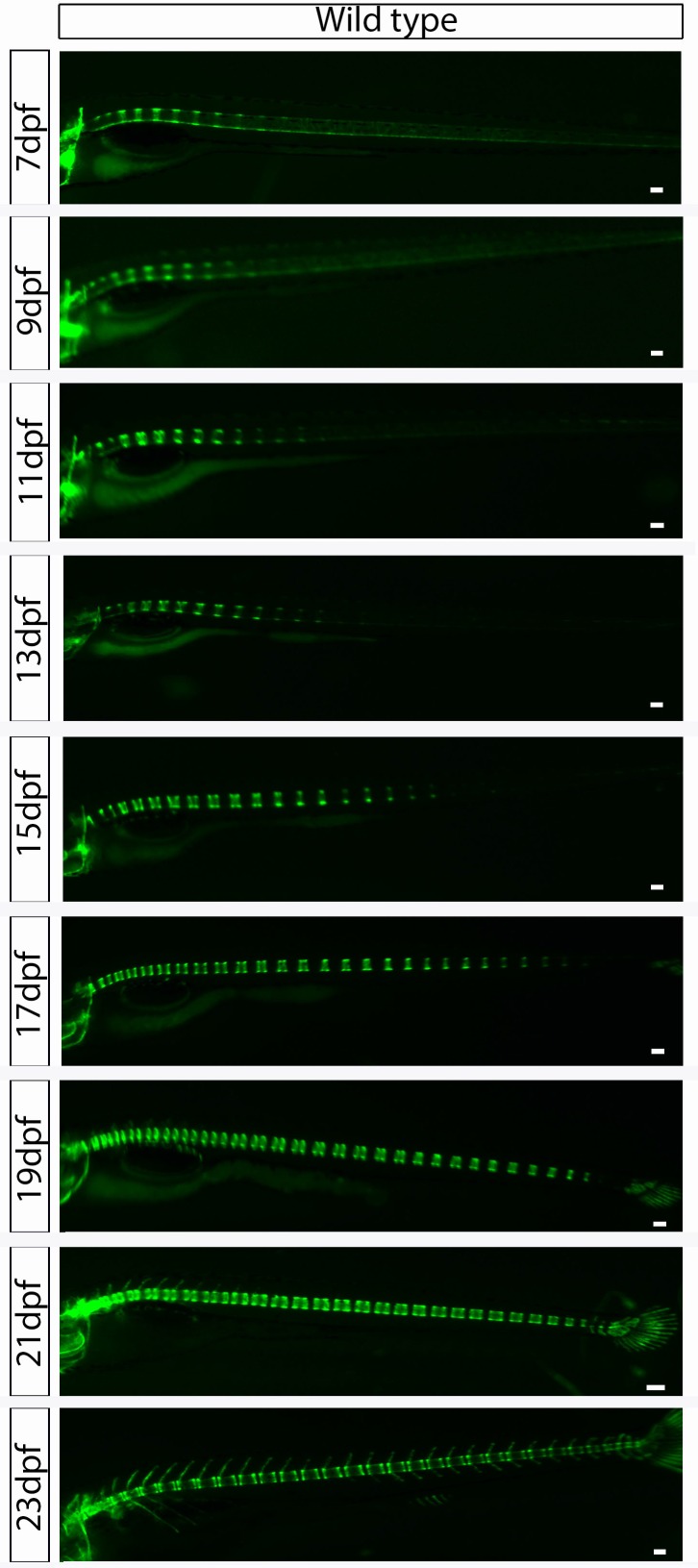 Figure 4—figure supplement 1.