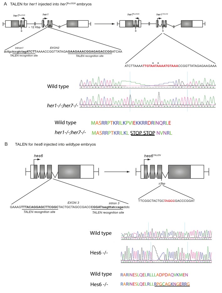 Figure 1—figure supplement 1.