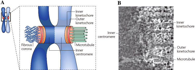 Fig. 2