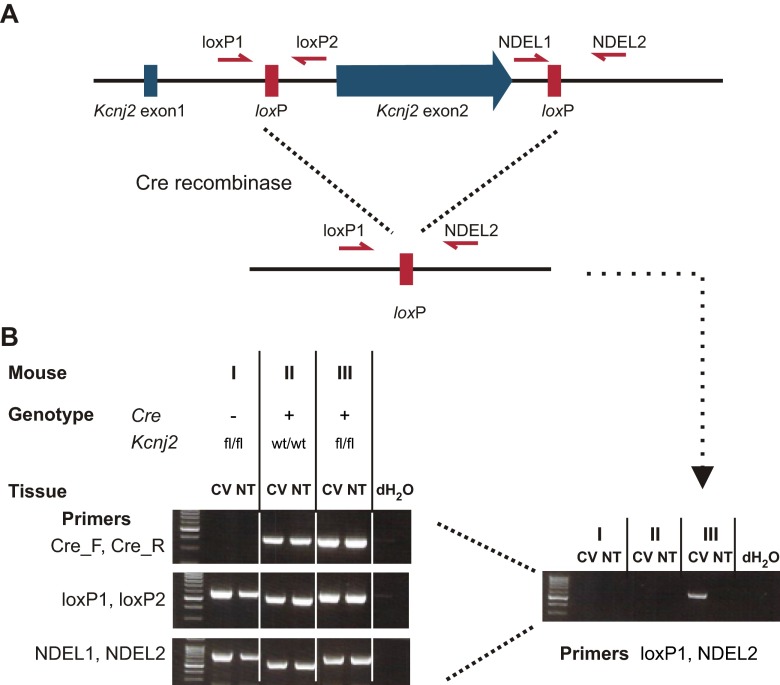 Fig. S4.