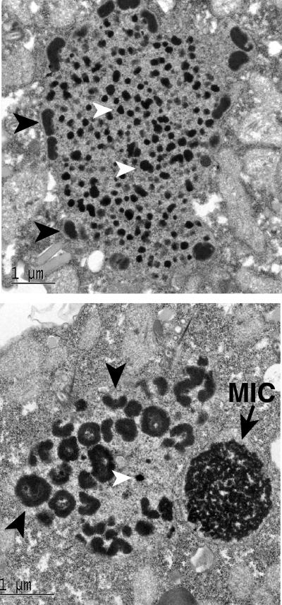 FIG. 8.