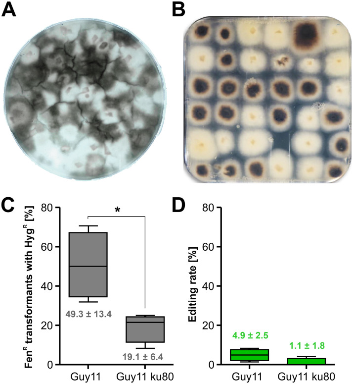 Fig 6