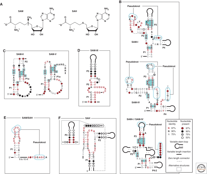 Riboswitches and the RNA World - PMC