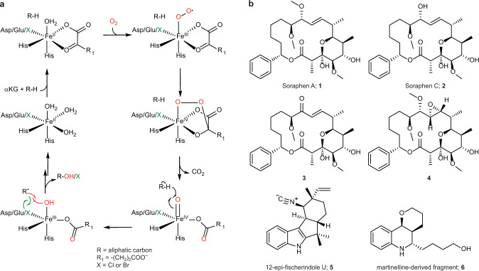 Fig. 1