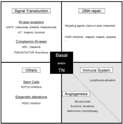 Fig. (4). Therapeutic strategies under assessment in basal and/or TN breast cancer.