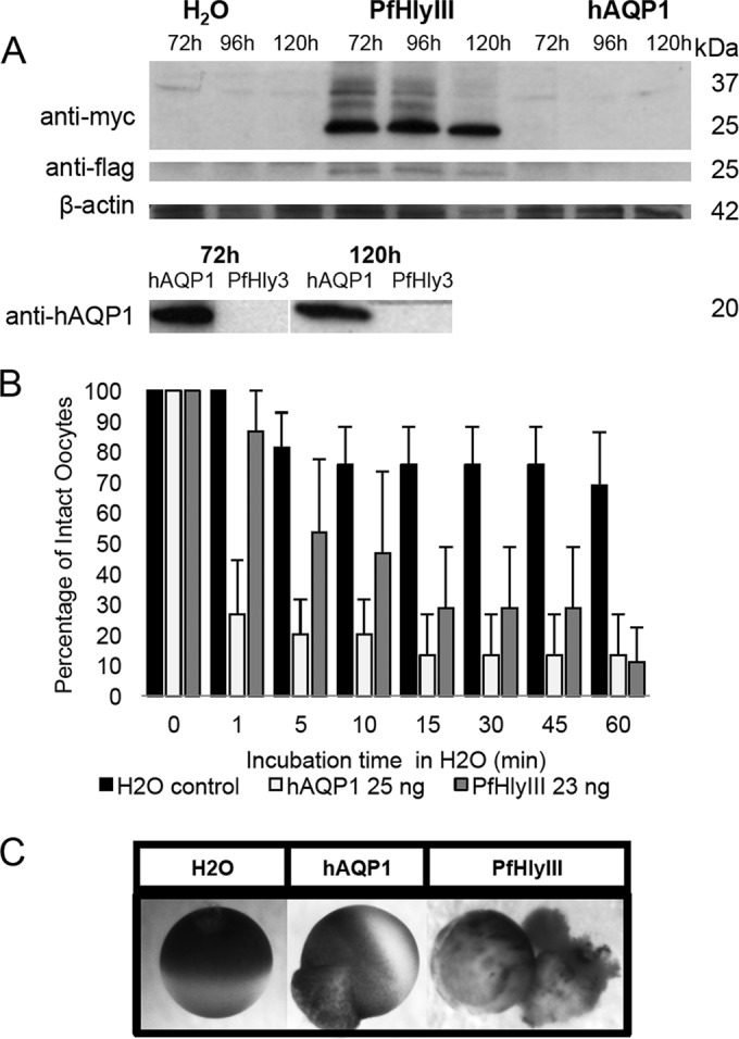 FIG 4