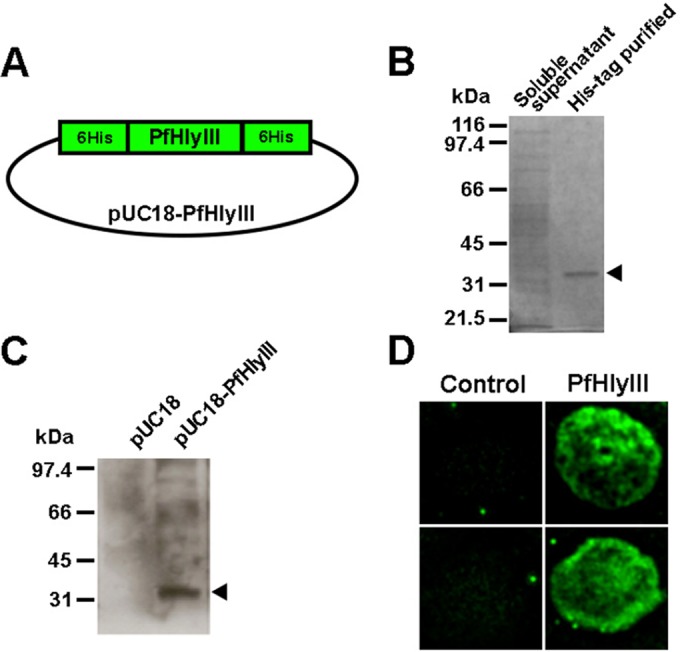 FIG 1