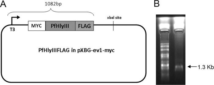 FIG 3