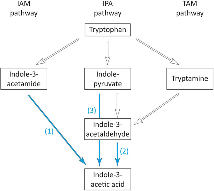 FIGURE 6