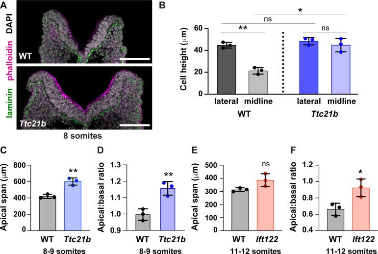 Figure 5—figure supplement 1.