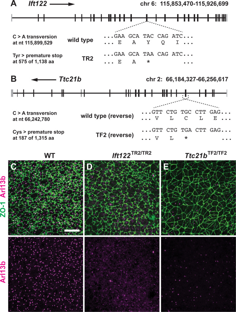 Figure 4—figure supplement 1.