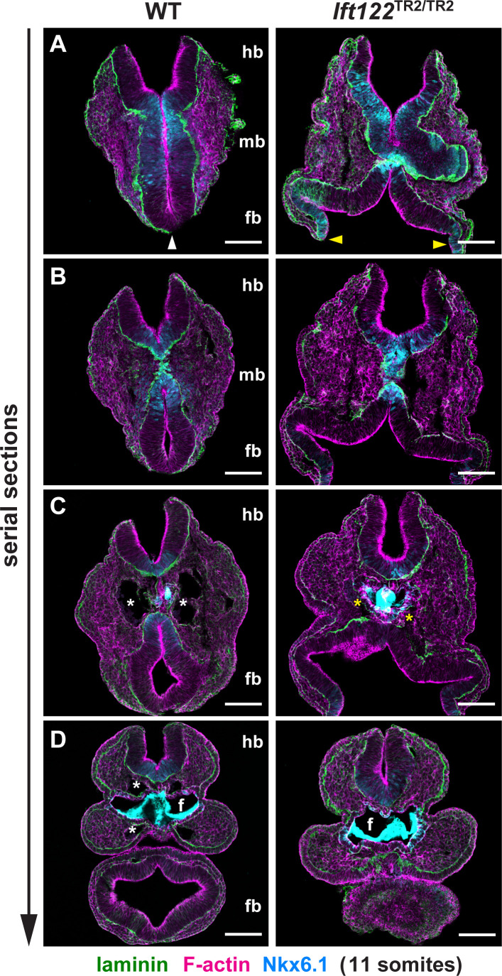 Figure 4—figure supplement 3.