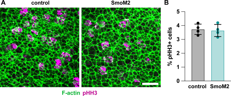 Figure 9—figure supplement 1.