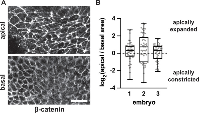 Figure 3—figure supplement 2.