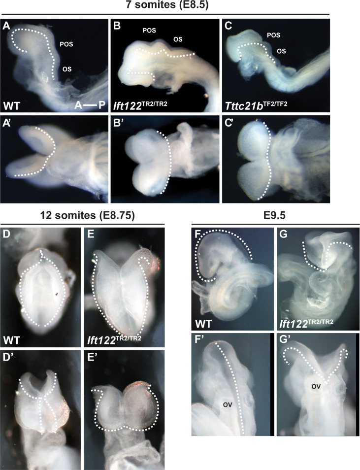 Figure 4—figure supplement 2.