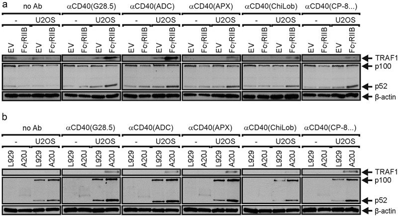 Western Blot panels show that all investigated anti-CD40 antibodies induce TRAF1 and p100 processing in the presence of FcγRIIB expressing cells.