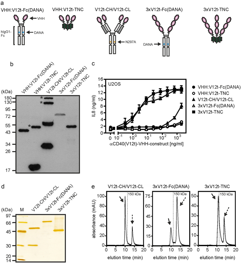 Figure shows domain architecture of proteins with 2, 3, 4, 6, or 9 copies of a CD40-specific nanobody (VHH) and their CD40 stimulating activity with the 6 and 9 copies containing versions being highly active. Data showing purification and lack of aggregation of the variants with 4, 6, and 9 nanobody domains are also included.