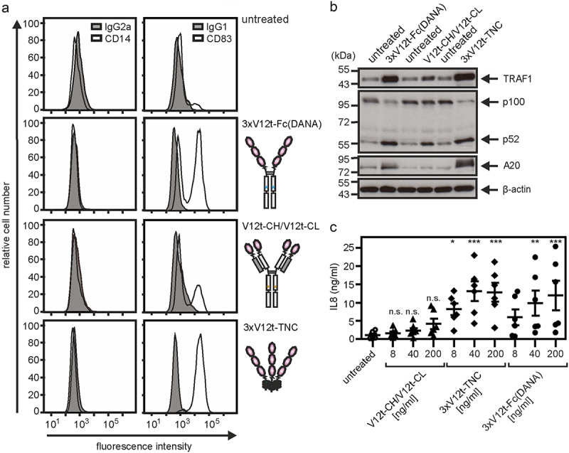 Figure displays functional data derived from dendritic cells showing that the purified CD40 nanobody variants from figure 5 with 6 and 9 nanobody copies are much more active than the variant with only 4 copies.